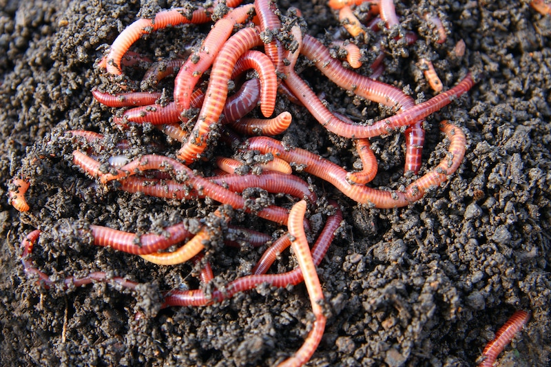 red wrigglers